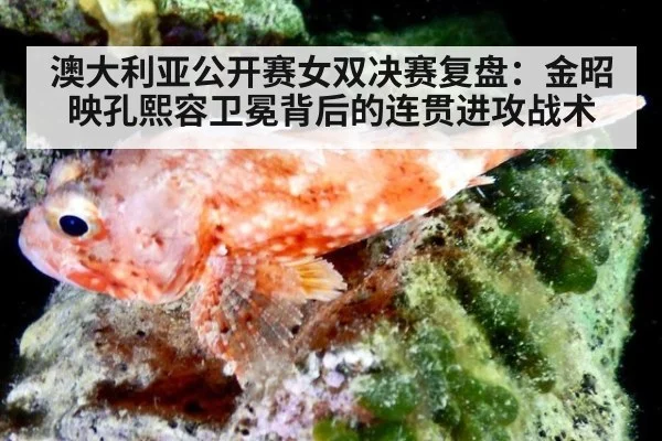 澳大利亚公开赛女双决赛复盘：金昭映孔熙容卫冕背后的连贯进攻战术
